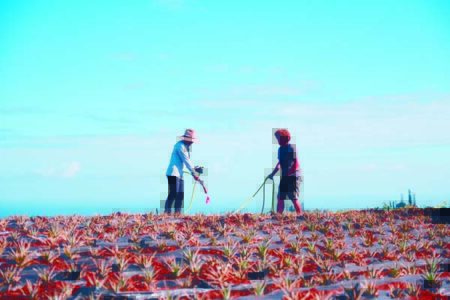 Maui Gold Pineapple launches reef-friendly program with Maui Nui Resource Council and SoilThrive Hawaii, LLC